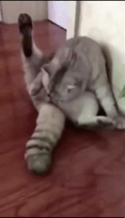 猫咪绝育后反差感拉满的搞笑动图