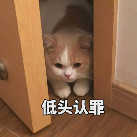 软萌治愈！这套小猫咪表情包太适合日常聊天了