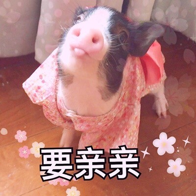 软萌猪猪表情包合集 聊天斗图必备