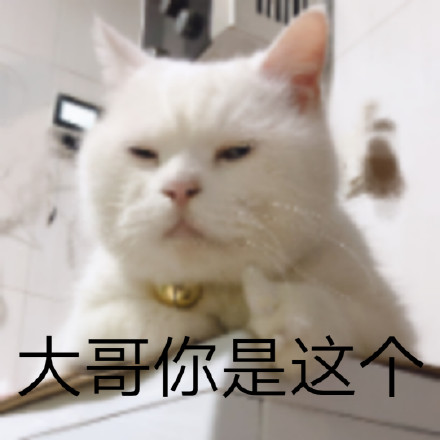 救命！这组猫咪表情包也太会演了吧