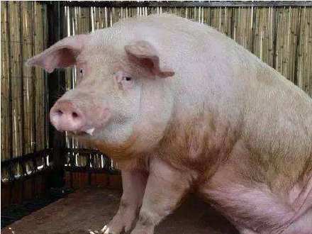 猪猪版十年对比挑战表情包