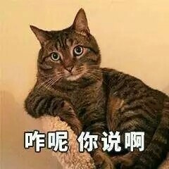 猫咪表情包合集来啦，斗图不用愁