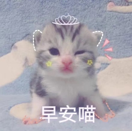 软萌小猫咪表情包合集，斗图聊天直接用