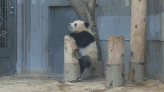 大熊猫滚滚爬树的样子也太萌了吧