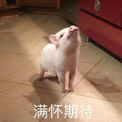 猪猪表情包合集来啦 日常斗图用得上