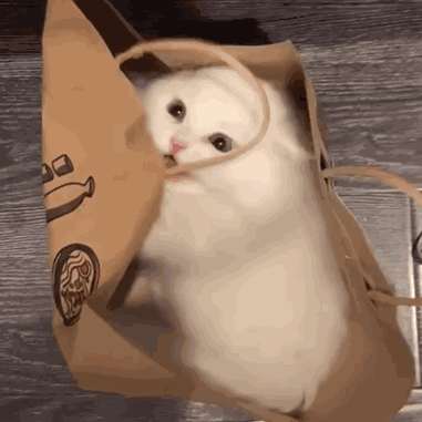 猫咪动图表情包合集 日常聊天斗图必备