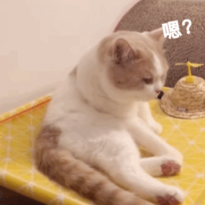 聊天斗图必备！这套猫咪动图表情包太治愈了
