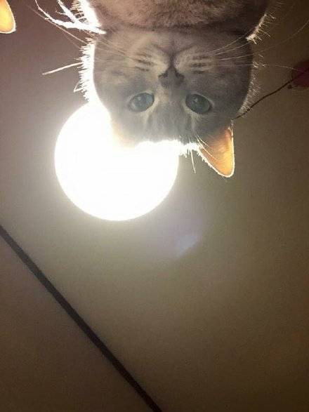猫咪喊你起床啦！铲屎官专属叫醒表情包合集