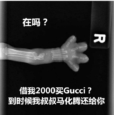 猫爪X光借钱表情包合集