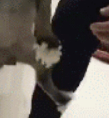 狗子偷吃直接进锅成热门表情包