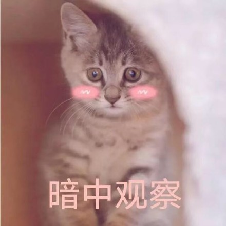 猫咪表情包第五弹来啦！