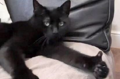 猫咪竖起大拇指表情包火了！一句“老哥稳”太戳人