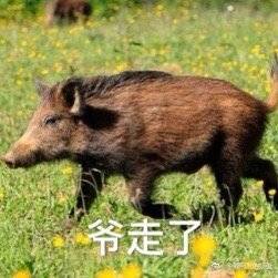 野猪表情包合集来啦