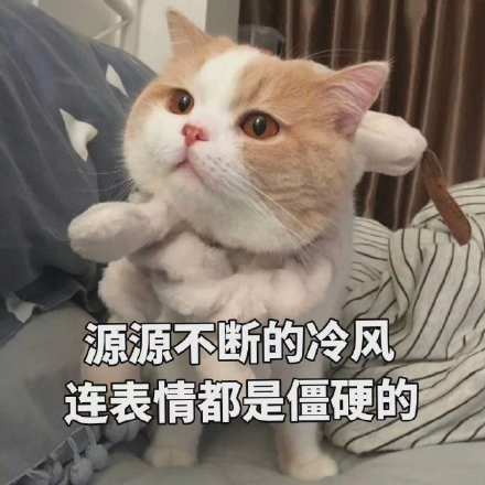 软萌治愈！这套小猫咪表情包太适合日常聊天了