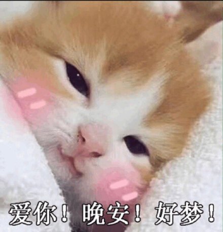 猫咪版晚安邀约表情包来啦