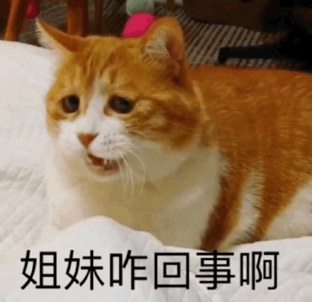 超实用橘猫聊天表情包合集