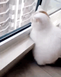 聊天斗图必备！这套嫌弃猫猫表情包太好用了