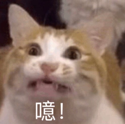 整理好的猫咪斗图表情包合集