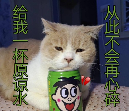 铲屎官看过来！这套猫咪聊天表情包太会整活了