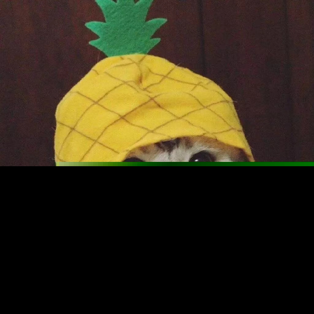 超治愈！可爱小猫咪情侣头像合集