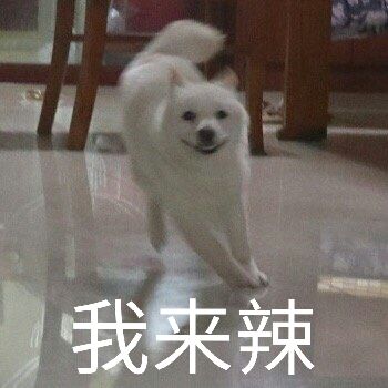 汪星人奔跑表情包合集来了