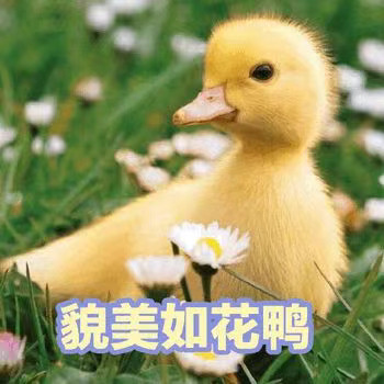 软萌小鸭鸭表情包来啦，每一张都超治愈