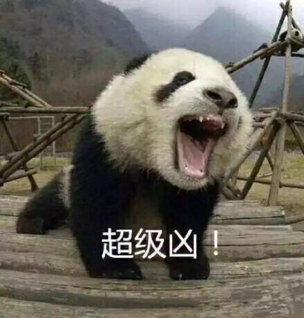 整理好的大熊猫斗图表情包合集