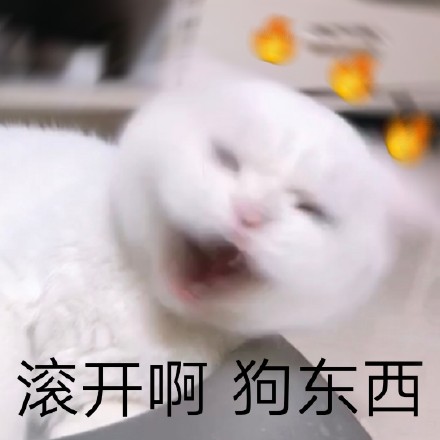 救命！这组猫咪表情包也太会演了吧