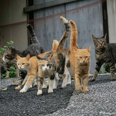 社交聊天必备！社会猫系列表情包合集