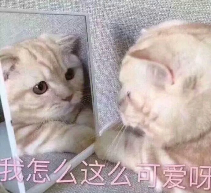 猫咪表情包合集来啦！这里整理了多款软萌又自带梗的猫咪表情，涵盖撒娇、认错、摆烂等多种日常聊天常用的情绪表达，用户可以在发表情网站直接下载使用。