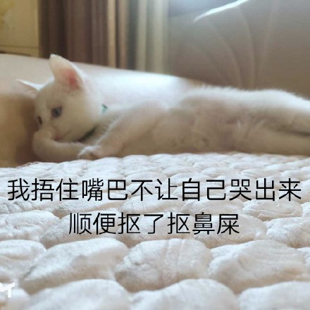 整理好的猫咪表情包合集，斗图直接用