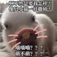 猪猪表情包合集来啦 日常斗图用得上