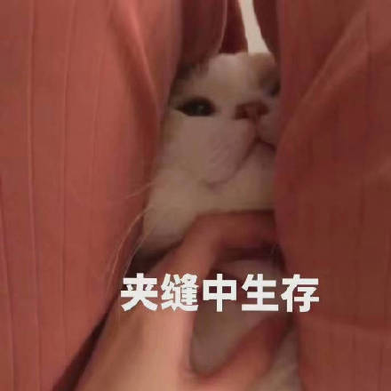 软萌治愈！这套小猫咪表情包太适合日常聊天了