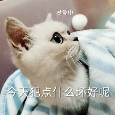 铲屎官看过来！这套猫咪聊天表情包太会整活了