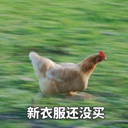 即将开学的你别慌！这套飞奔的鸡表情包完美戳中你的状态