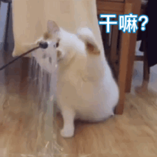 超治愈！这组猫咪动态表情包太适合斗图了