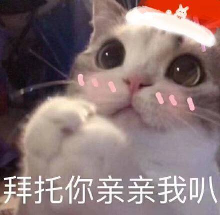 圣诞猫咪表情包合集来啦