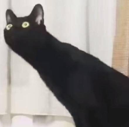 长脖子猫咪沙雕情头来啦，适合情侣用的搞怪头像