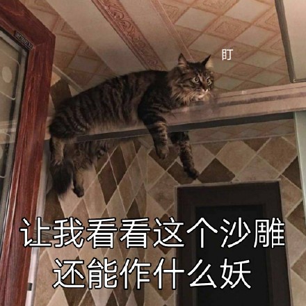 铲屎官看过来！这套猫咪聊天表情包太会整活了
