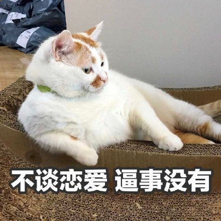 聊天斗图必备！猫咪楼楼表情包合集来啦