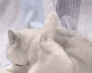 软萌治愈！这组猫猫动图表情包太上头了