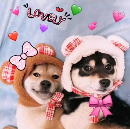 聊天斗图必备！这套可爱汪星人表情包太好用了