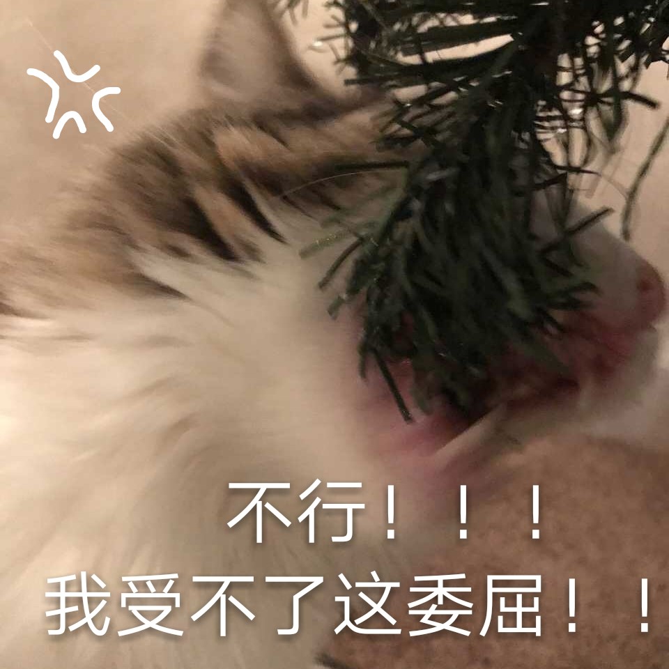 整理好的猫咪表情包合集，斗图直接用