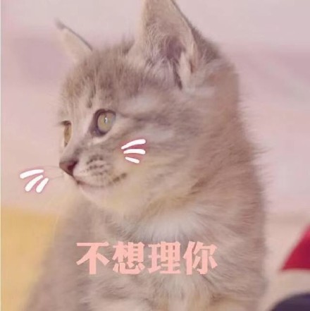猫咪表情包第五弹来啦！
