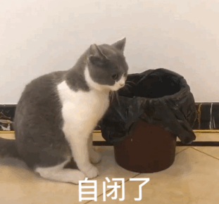 猫咪动图表情包合集 日常聊天斗图必备