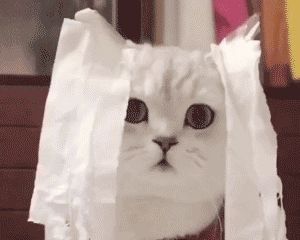 软萌治愈！这组猫猫动图表情包太上头了