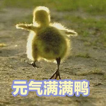 超火小黄鸭鸭鸭表情包合集