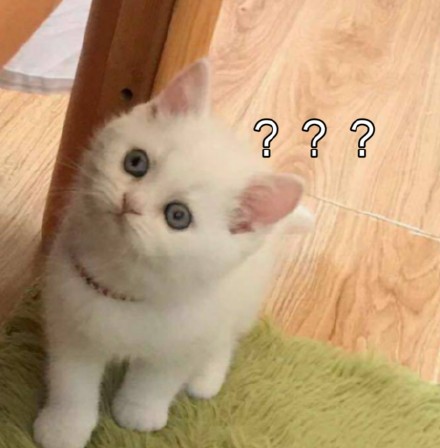 铲屎官看过来！这套猫咪聊天表情包太会整活了