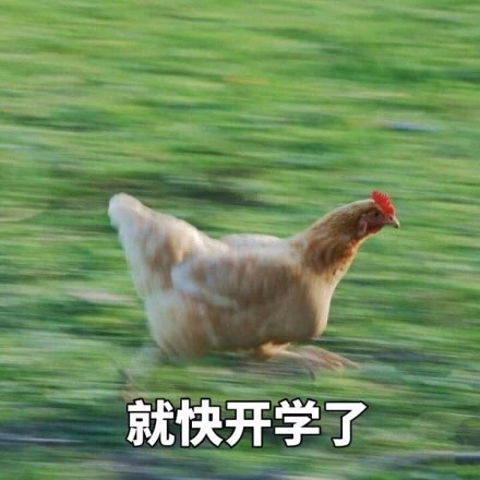 即将开学的你别慌！这套飞奔的鸡表情包完美戳中你的状态