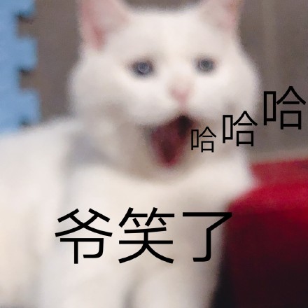 救命！这组猫咪表情包也太会演了吧